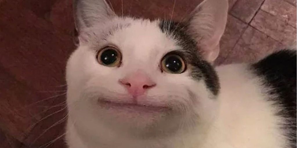 CATMEME-1024x6792